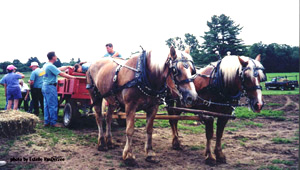 Dairy Day - Horses